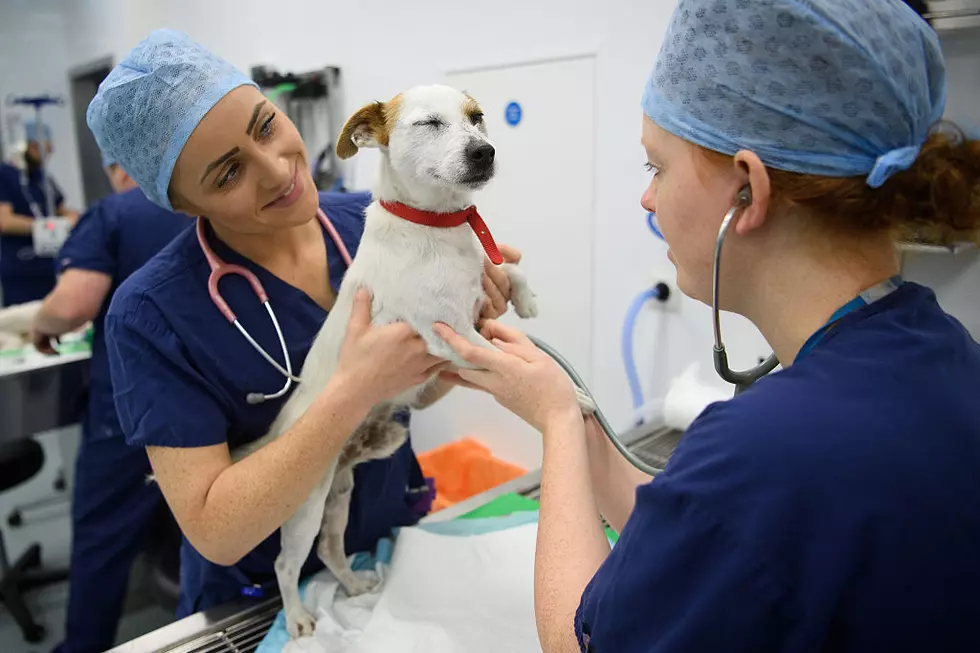 Border Secret: Many Canadians Need to Seek Emergency Veterinary Care in Michigan